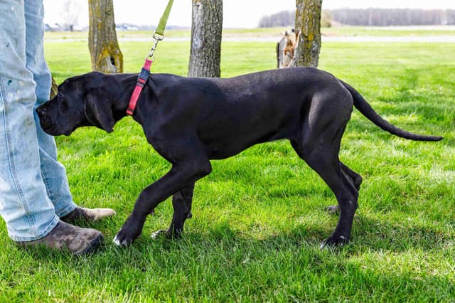 Great Dane Puppies media 4