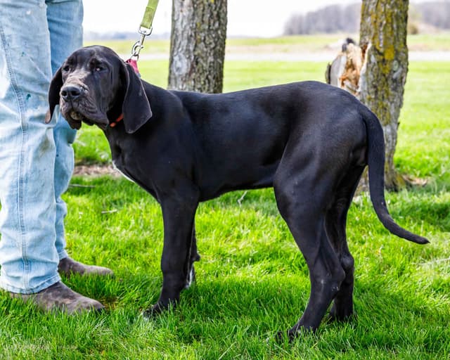 Great Dane Puppies media 6