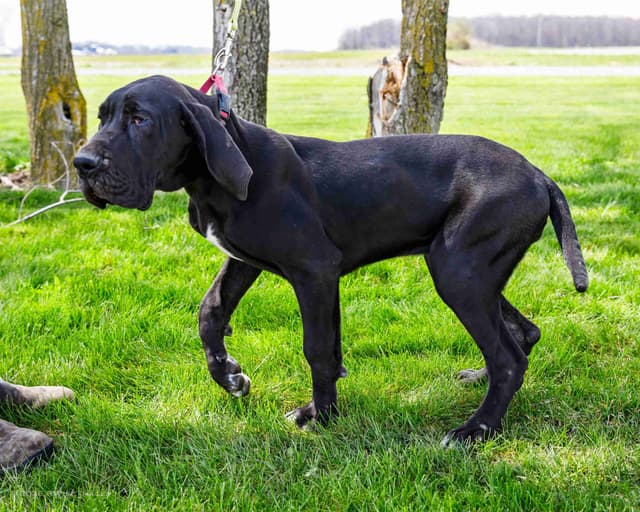 Great Dane Puppies media 3