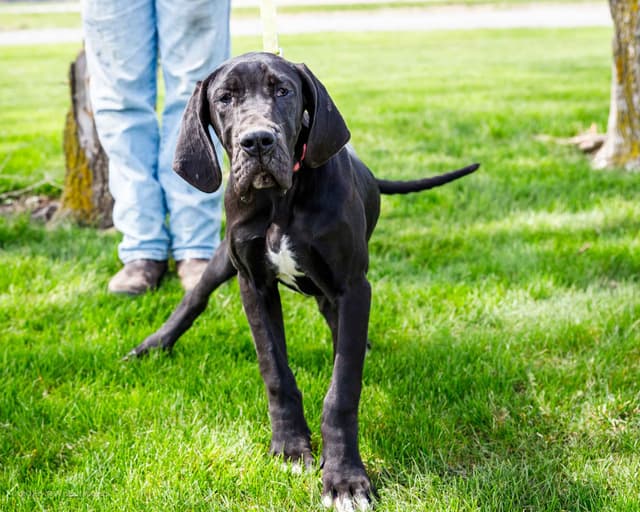 Great Dane Puppies media 8