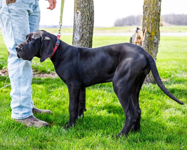 Great Dane Puppies media 10