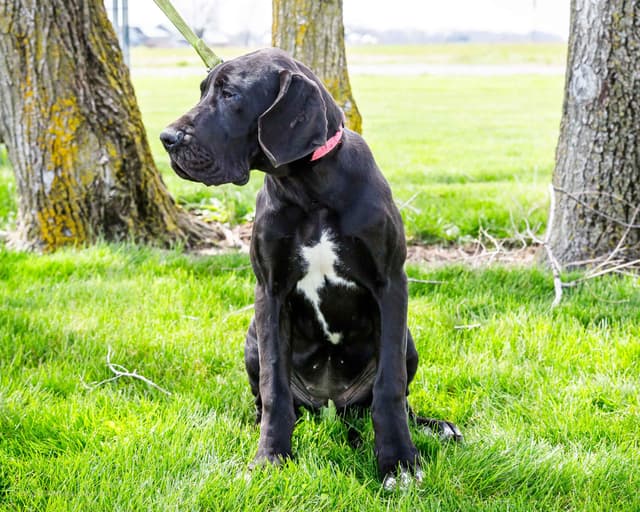 Great Dane Puppies media 2