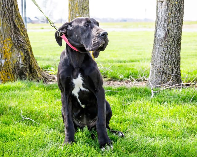 Great Dane Puppies media 11