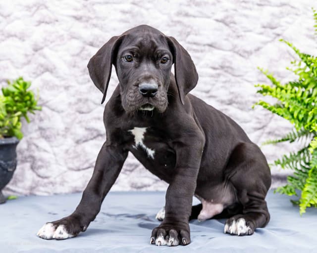 AKC European Blood Line Great Dane puppies media 2