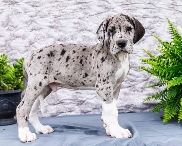 AKC European Blood Line Great Dane puppies media 3