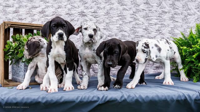 AKC European Blood Line Great Dane puppies media 4