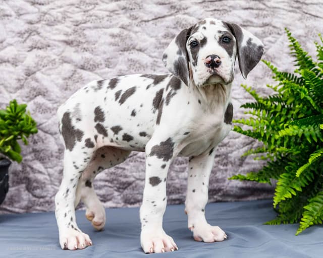 AKC European Blood Line Great Dane puppies media 5