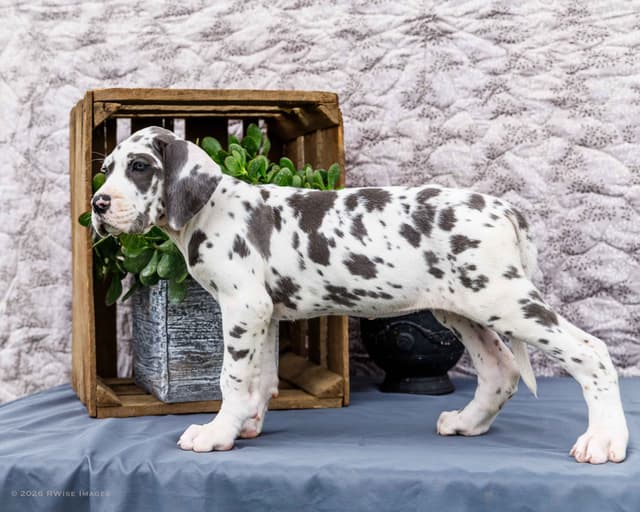 AKC European Blood Line Great Dane puppies media 6