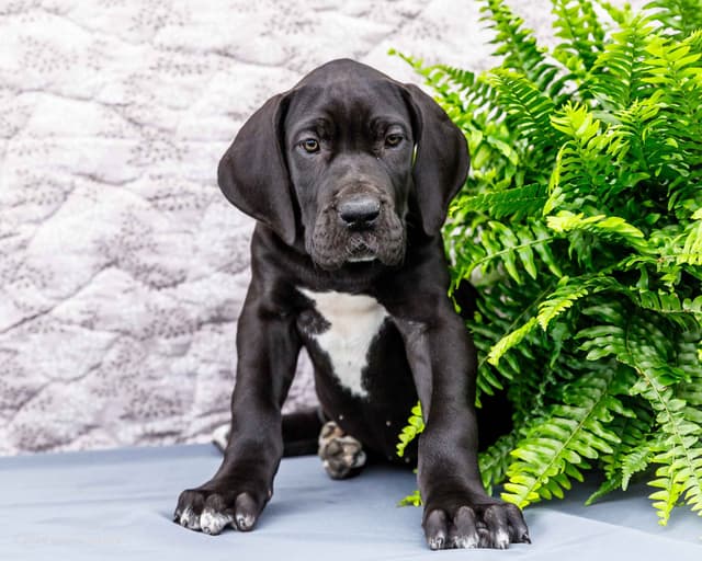 AKC European Blood Line Great Dane puppies media 7