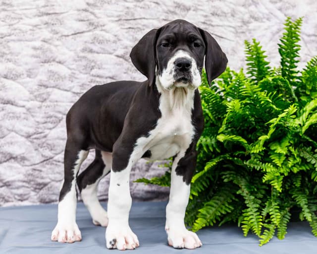 AKC European Blood Line Great Dane puppies media 8