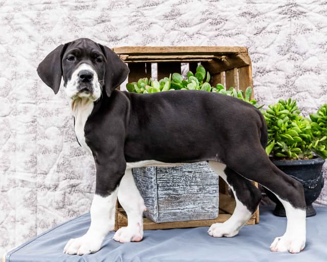 AKC European Blood Line Great Dane puppies media 9