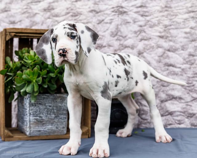 AKC European Blood Line Great Dane puppies media 10