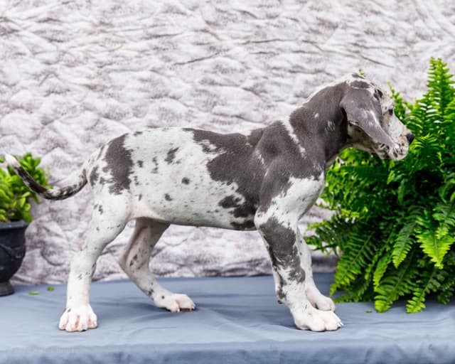 AKC European Blood Line Great Dane puppies media 11
