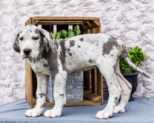 AKC European Blood Line Great Dane puppies media 12