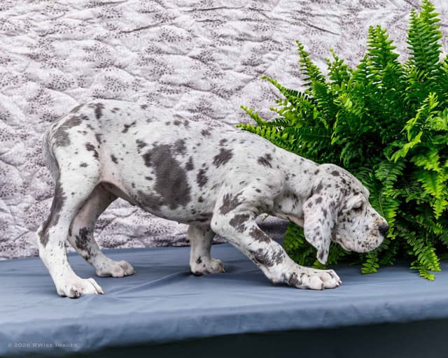 AKC European Blood Line Great Dane puppies media 13
