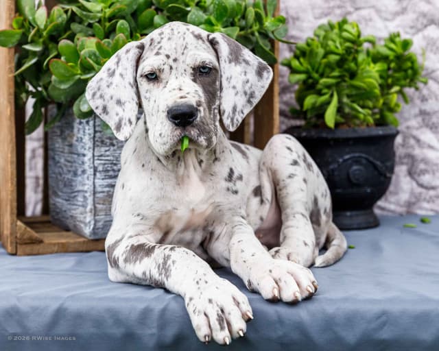 AKC European Blood Line Great Dane puppies media 14