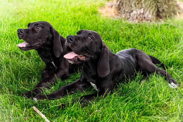 AKC European Blood Line Great Dane puppies media 15