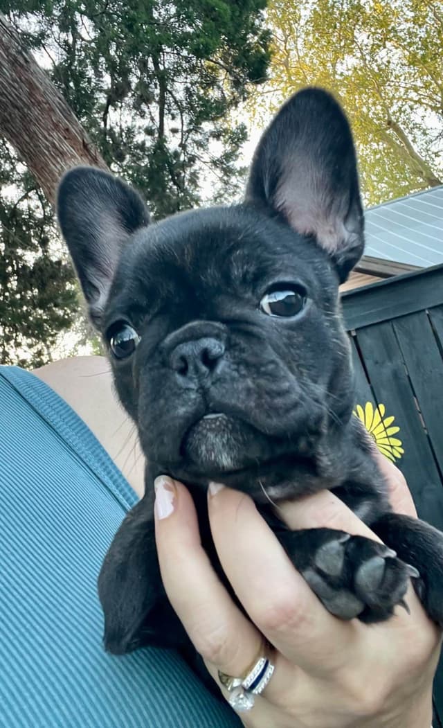 French Bulldog Puppies media 2