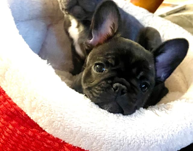 French Bulldog Puppies media 4