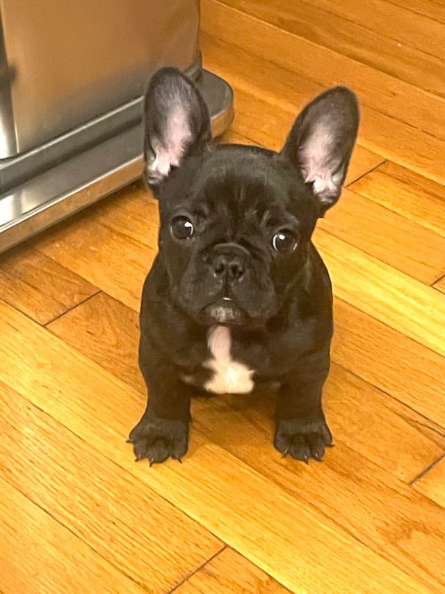 French Bulldog Puppies media 5