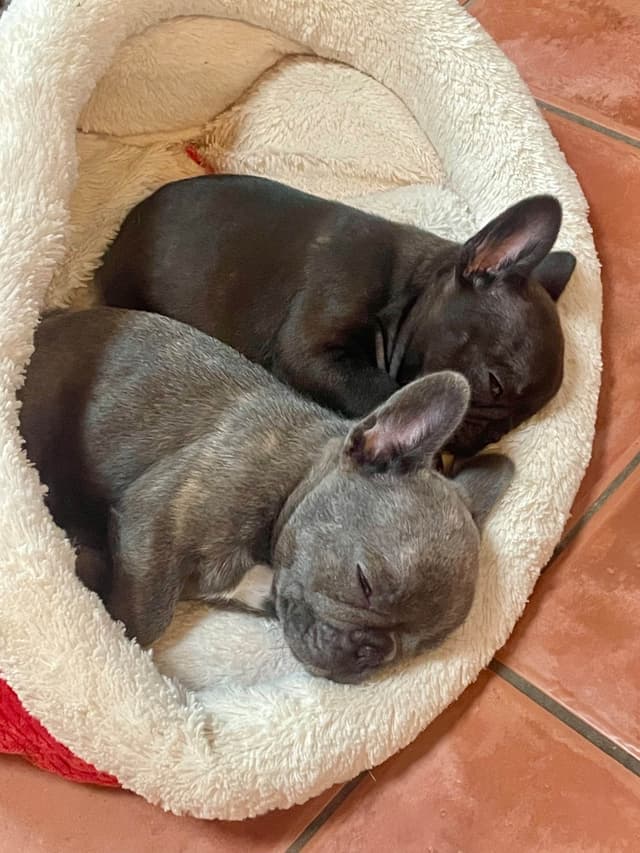 French Bulldog Puppies media 6