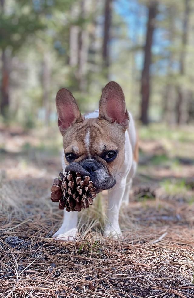 French Bulldog Puppies media 7
