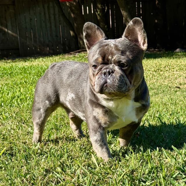 French Bulldog Puppies media 8