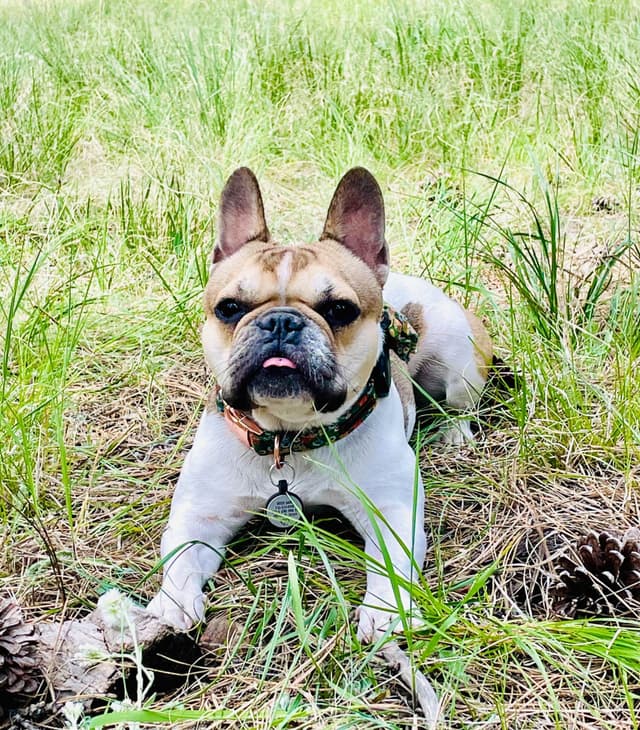 French Bulldog Puppies media 9