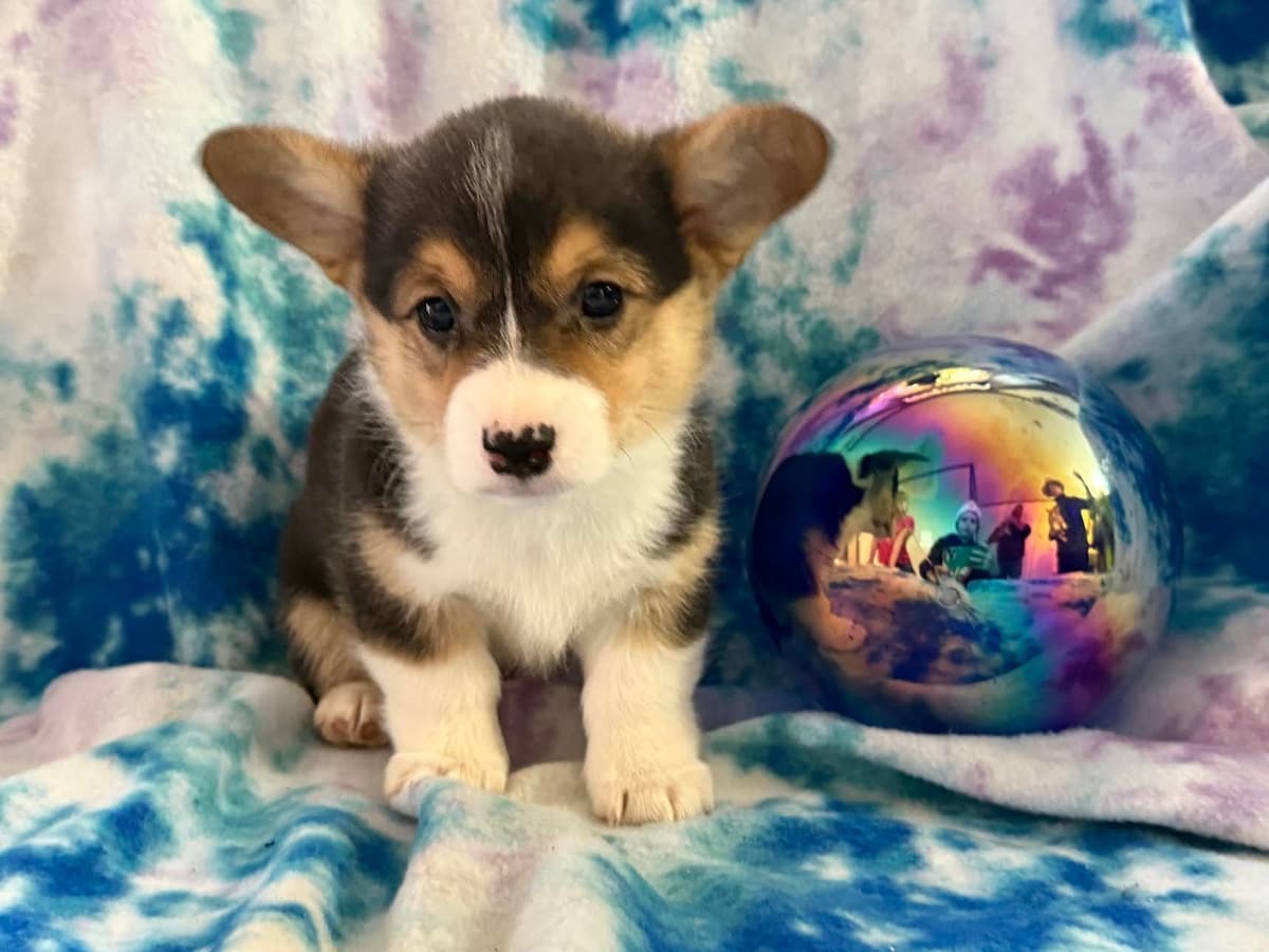 Pembroke Welsh Corgi Puppies breeder image 1