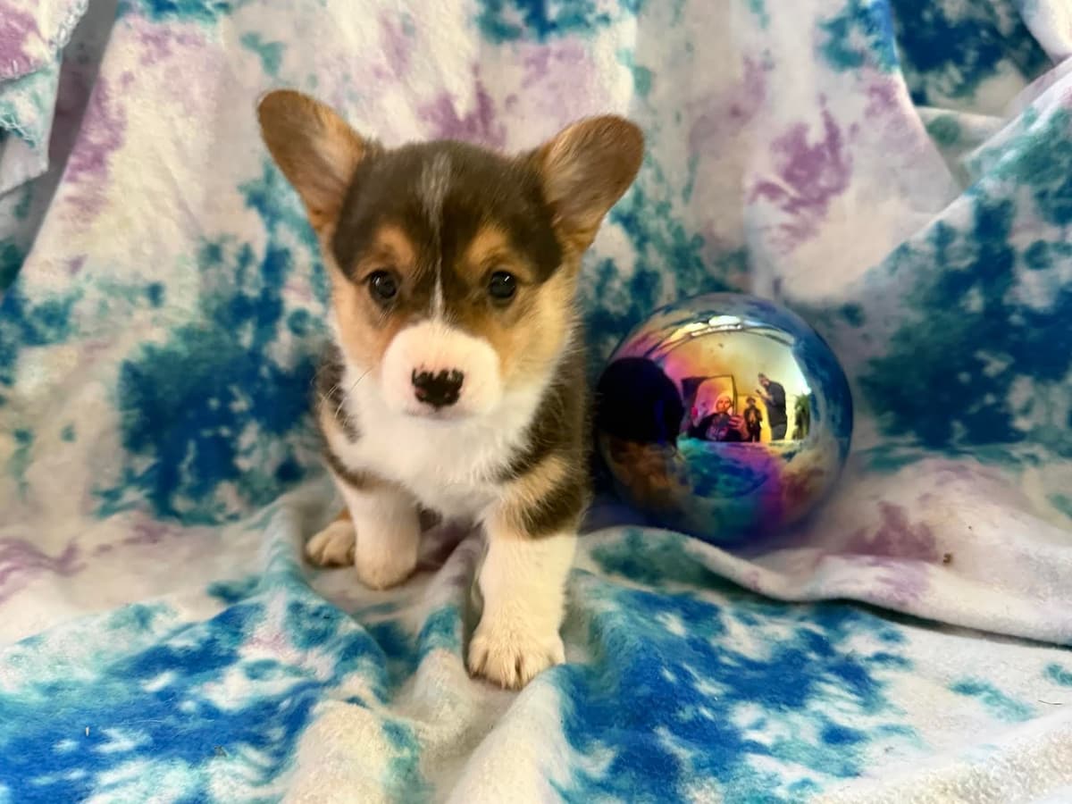 Pembroke Welsh Corgi Puppies breeder image 2