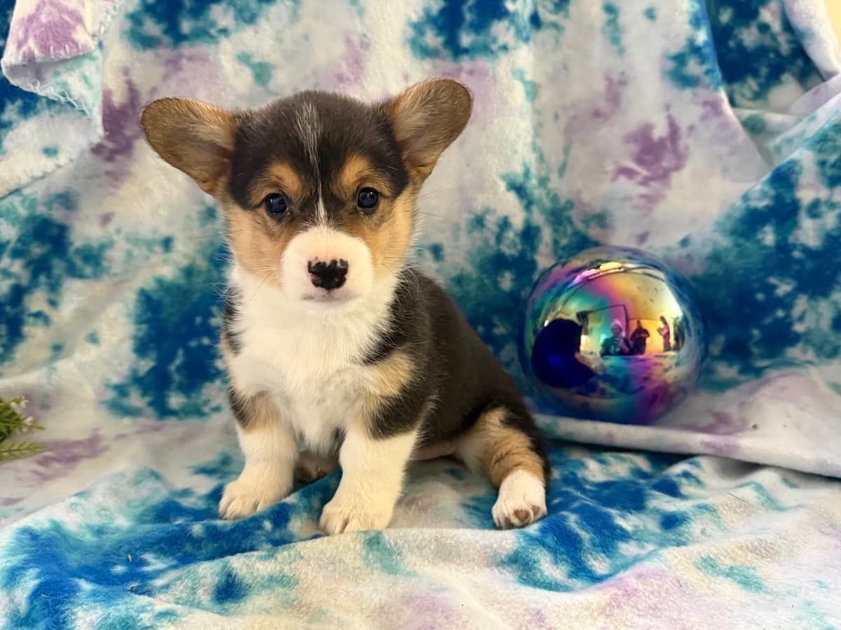 Pembroke Welsh Corgi Puppies breeder image 3