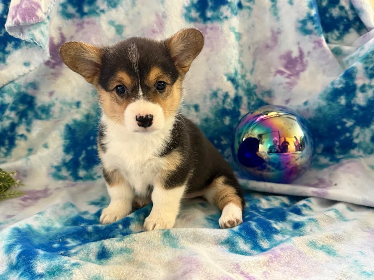 Pembroke Welsh Corgi Puppies breeder image 4