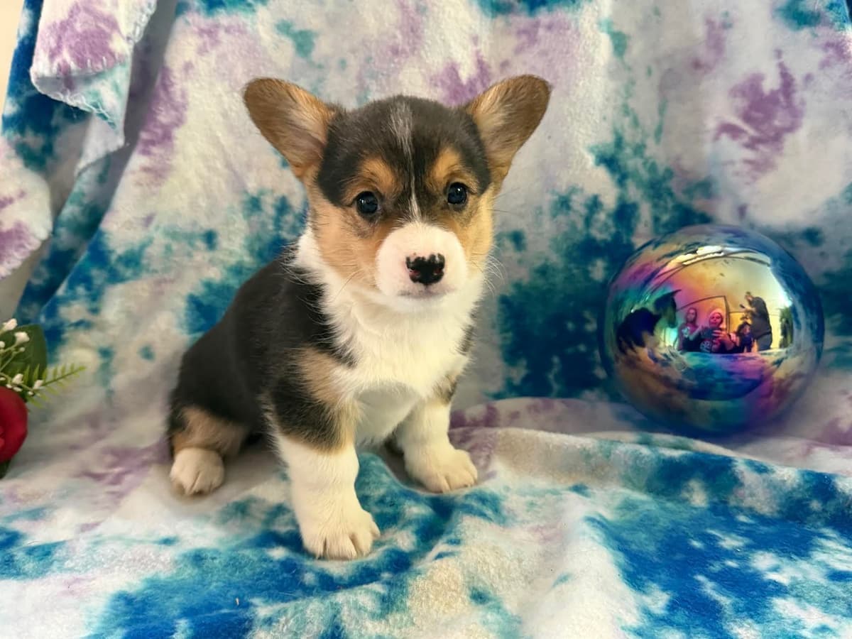 Pembroke Welsh Corgi Puppies breeder image 5