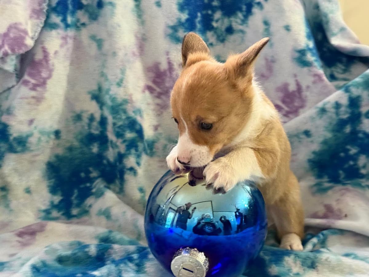 Pembroke Welsh Corgi Puppies breeder image 7