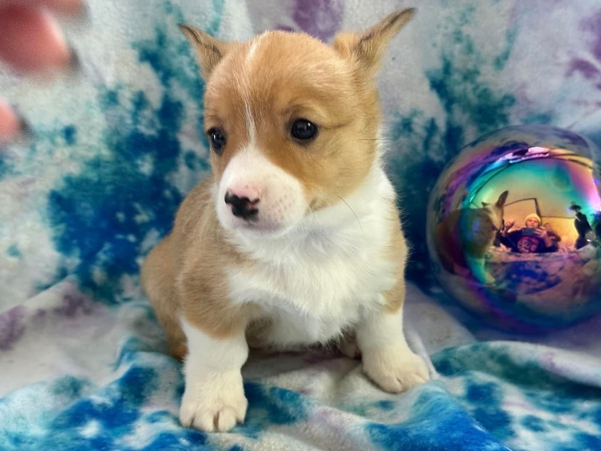 Pembroke Welsh Corgi Puppies breeder image 8