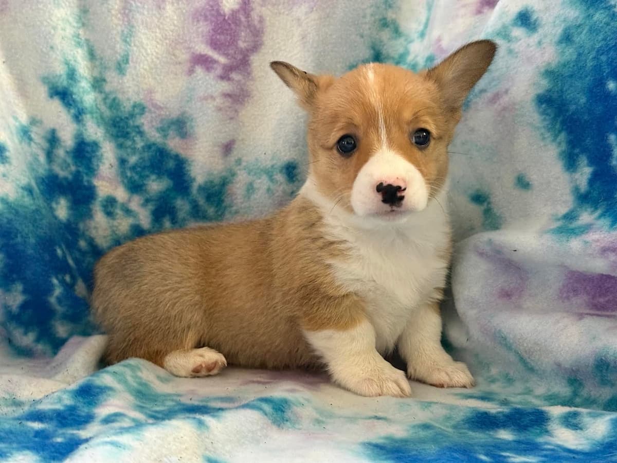 Pembroke Welsh Corgi Puppies breeder image 9