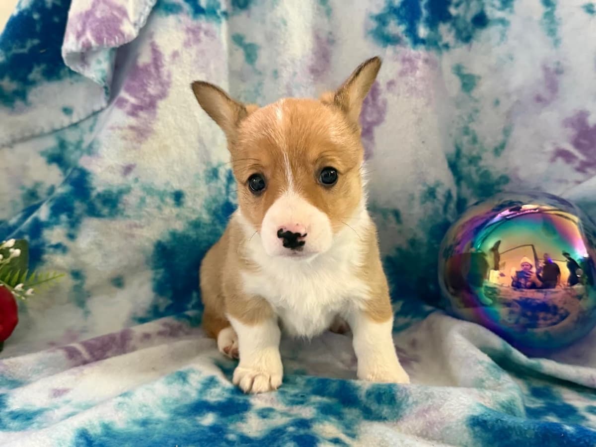 Pembroke Welsh Corgi Puppies breeder image 10