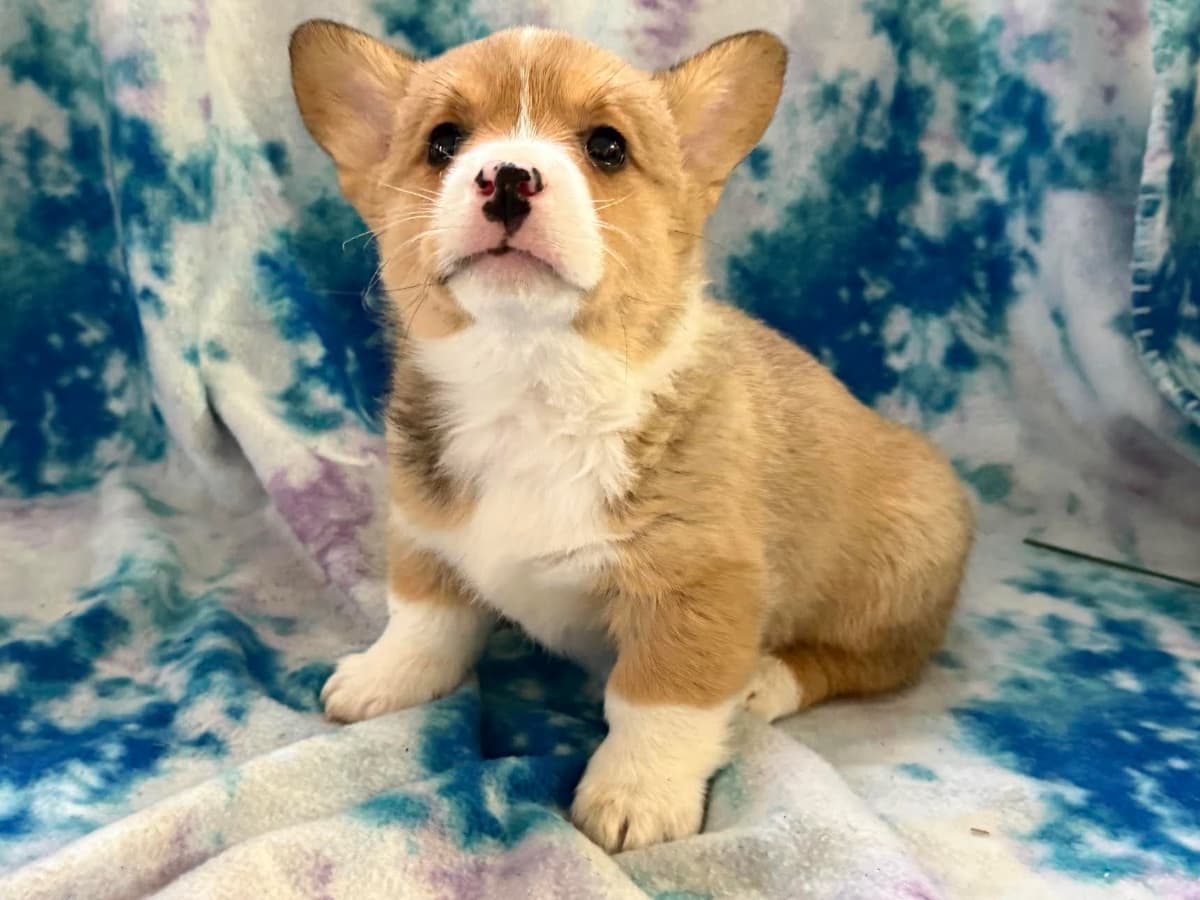Pembroke Welsh Corgi Puppies breeder image 11