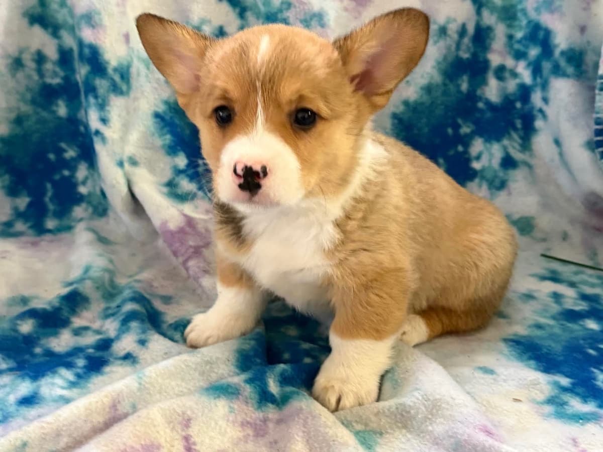 Pembroke Welsh Corgi Puppies breeder image 12