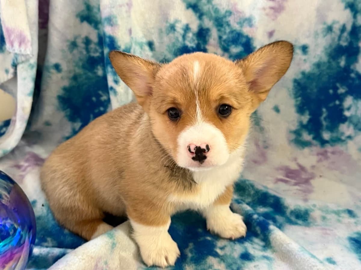 Pembroke Welsh Corgi Puppies breeder image 13