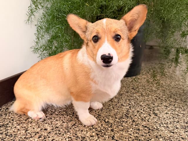 Pembroke Welsh Corgi Puppies media 2