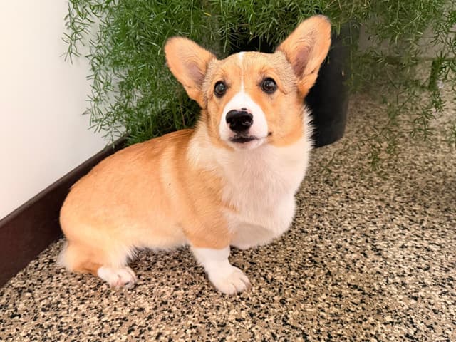 Pembroke Welsh Corgi Puppies media 3