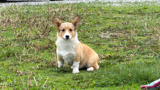 Pembroke Welsh Corgi Puppies media 5