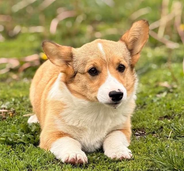 Pembroke Welsh Corgi Puppies media 4