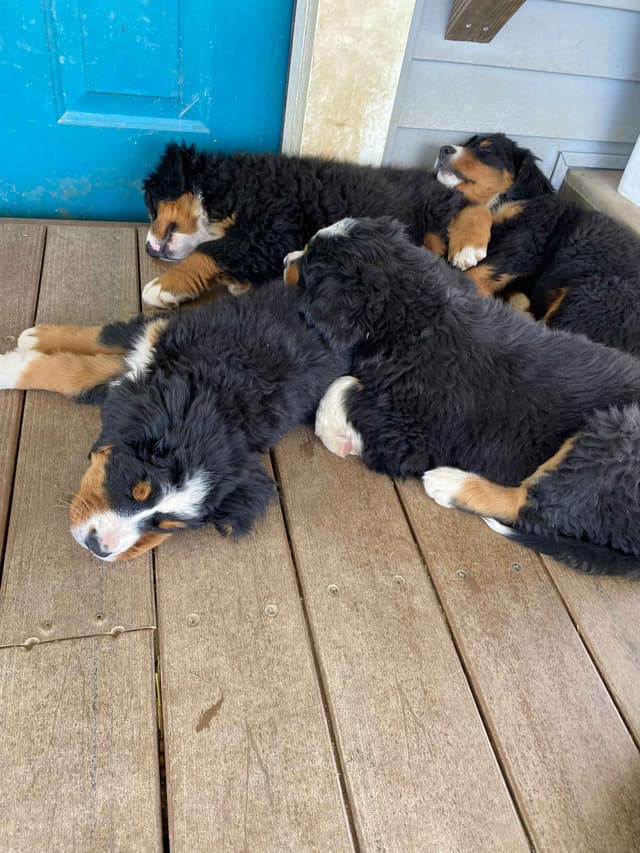 Bernese Mountain Dog Puppies media 2