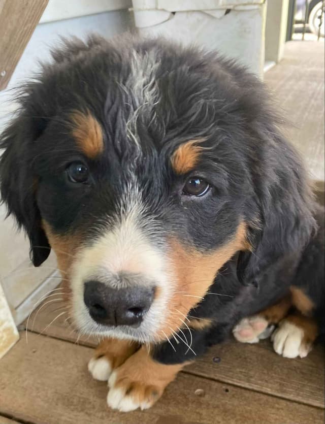 Bernese Mountain Dog Puppies media 3