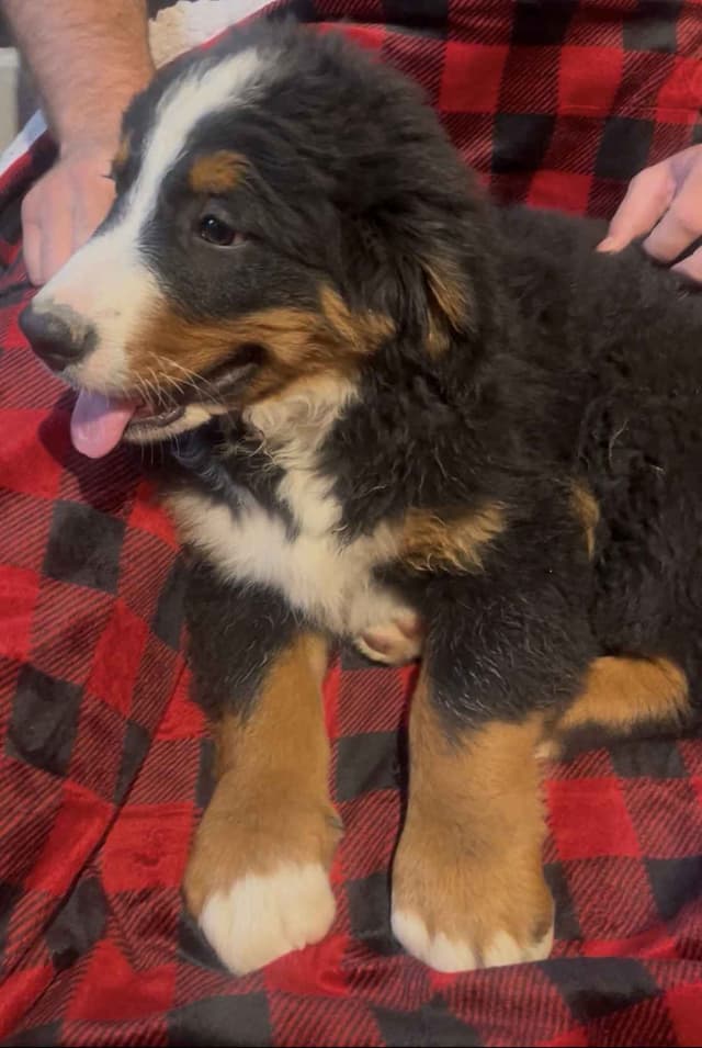 Bernese Mountain Dog Puppies media 4