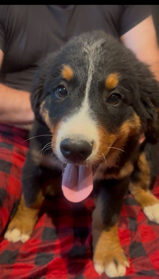 Bernese Mountain Dog Puppies media 5