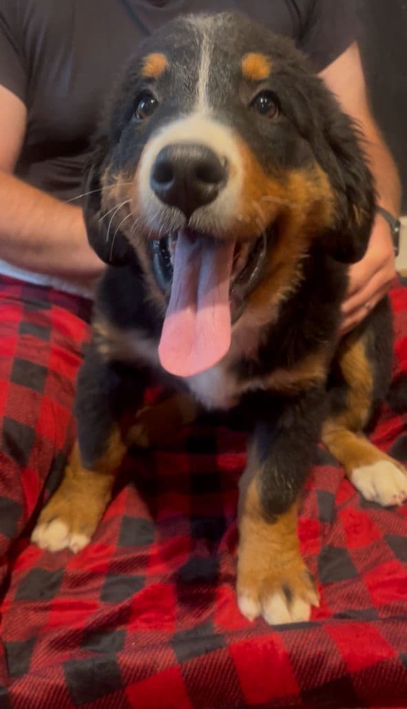 Bernese Mountain Dog Puppies media 6
