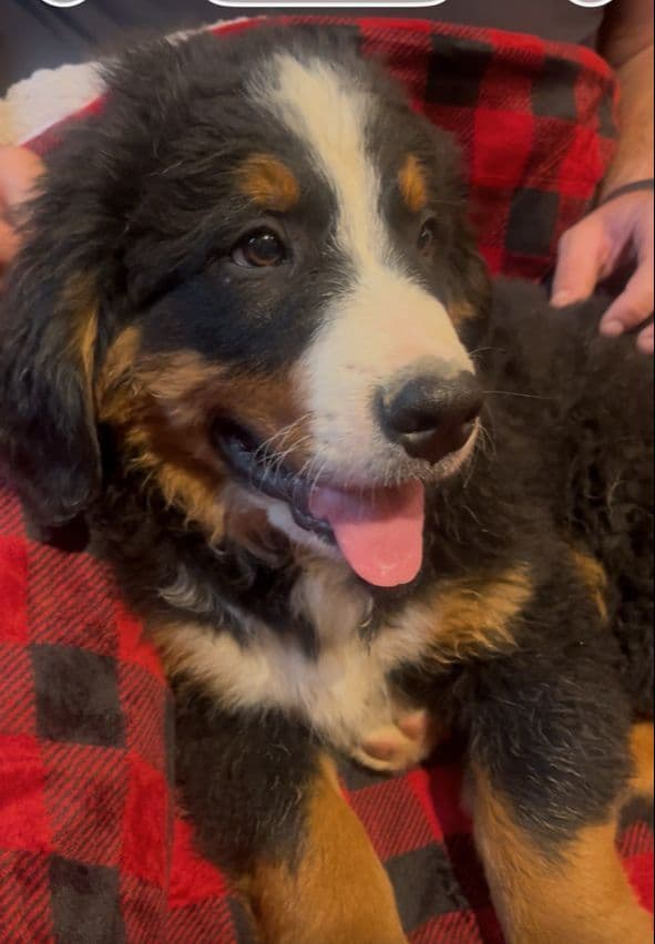 Bernese Mountain Dog Puppies media 7